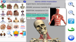 Visual Anatomy 2 build 40